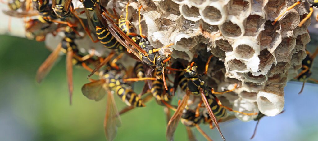 Wasps on a nest