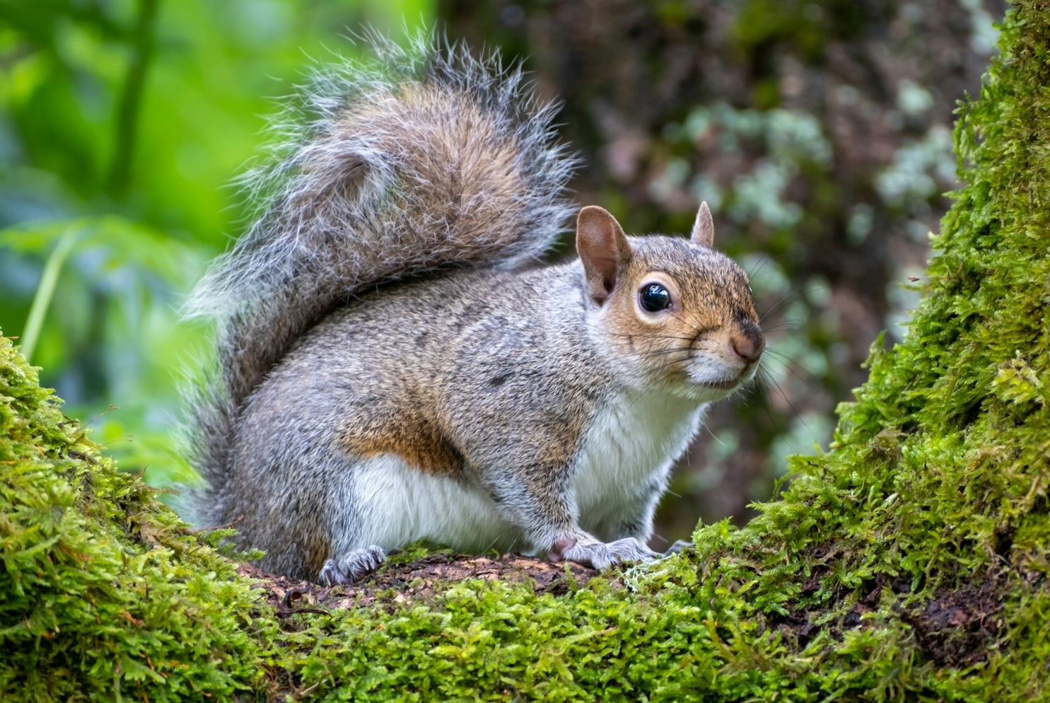 Squirrel Control