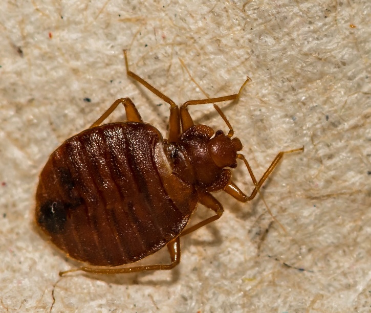 How To Get Rid Of Bed Bugs