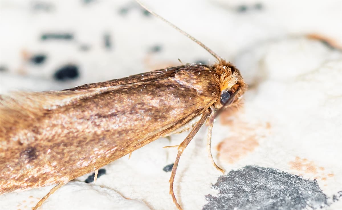 Case bearing clothes moth